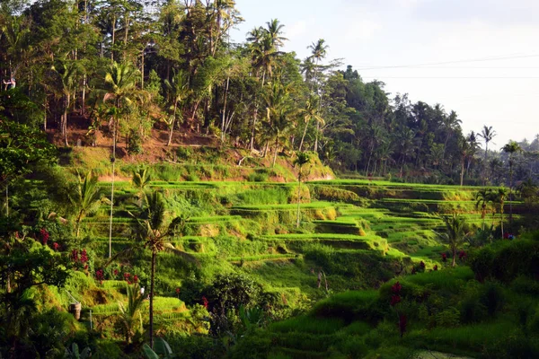 Rice fields and palm trees.