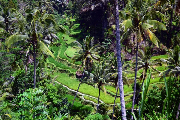 Pola Ryżowe Palmy — Zdjęcie stockowe