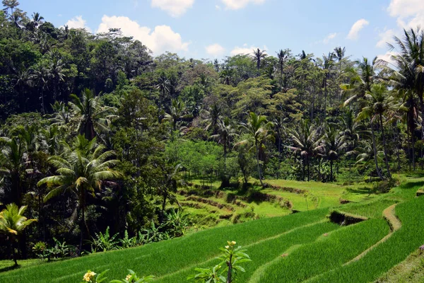 Rice Fields Palm Trees — Stock Photo, Image