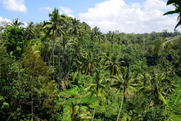 Rice fields and palm trees.