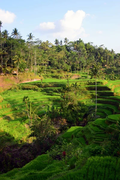 Campos Arroz Palmeras Imágenes de stock libres de derechos