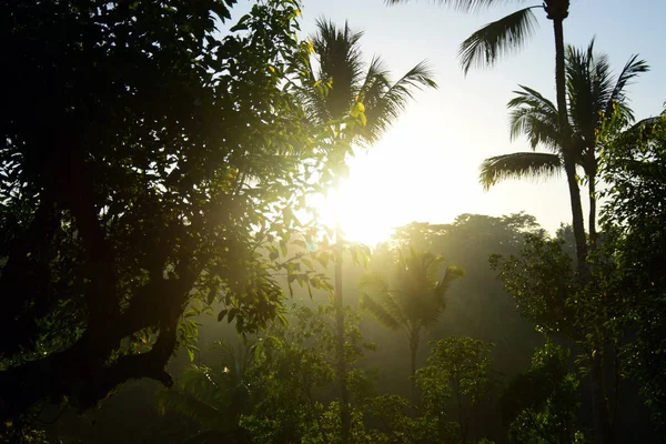 Bosque Lluvioso Amanecer Imagen de stock