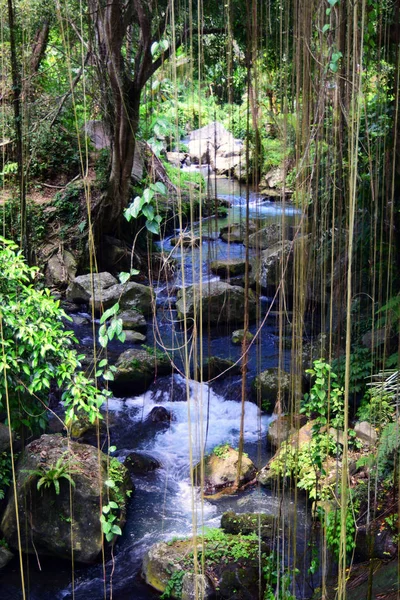 Río Selva Tropical Bali Imagen de stock