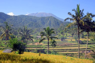 Pirinç tarlaları ve arka planda dağlar olan hurmalıklar.. 