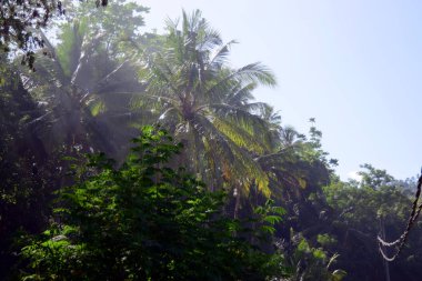 Gün doğumunda yağmur ormanı.