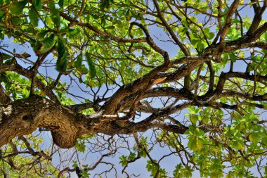 Tropikal ağaçlar ve yağmur ormanları.
