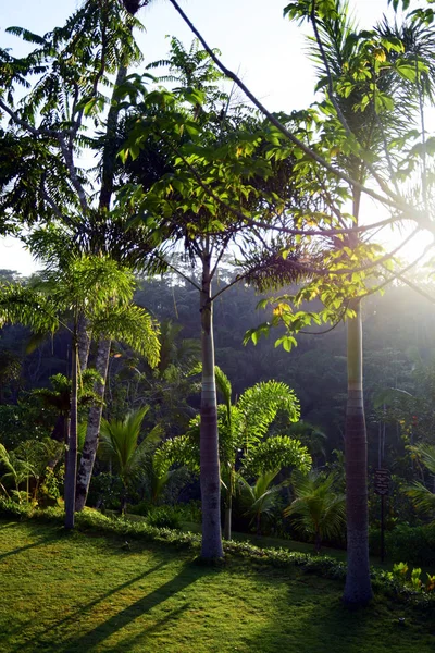 Esőerdő Napkeltekor — Stock Fotó