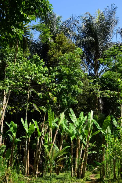 Drzewa Tropikalne Lasy Deszczowe — Zdjęcie stockowe