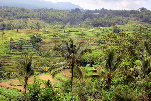 Rice fields and palm trees.