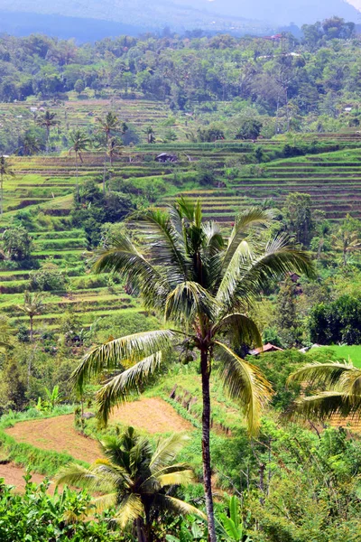 Pirinç tarlaları ve hurma ağaçları.
