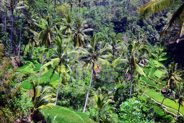 Campos Arroz Palmeras — Foto de Stock