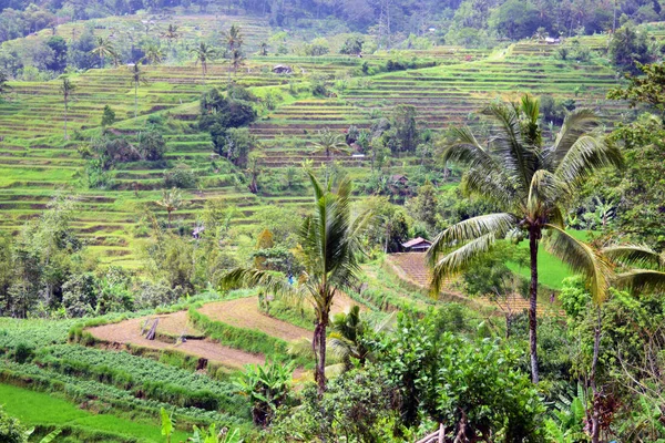 Campos Arroz Palmeras — Foto de Stock