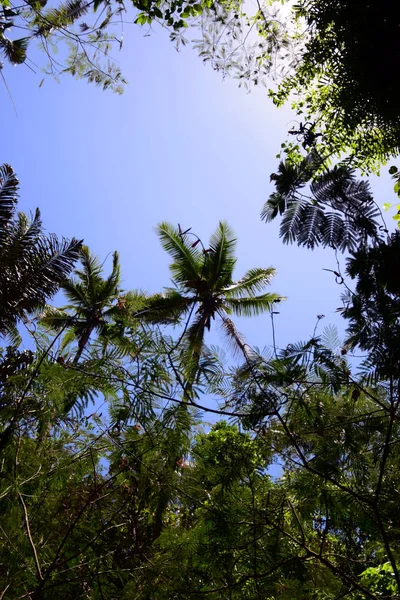 Palmbomen Met Blauwe Lucht — Stockfoto