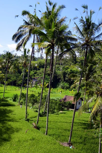 Rice fields and palm trees.