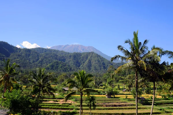 Campos Arroz Palmeras Con Montañas Fondo — Foto de Stock