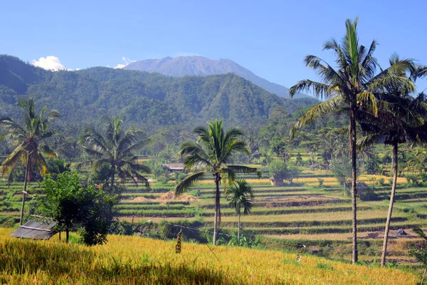 Rice fields and palm trees with mountains on the background.