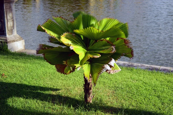 Havuzun yanında küçük bir palmiye ağacı..