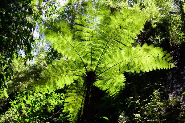 Árboles Tropicales Selva Tropical Fotos de stock