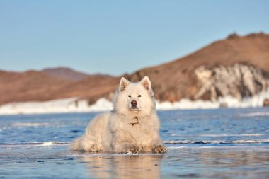 Samoyed beyaz tüylü köpek buzda. Yumuşak tüylü, bakımlı Samoyed köpeği. 