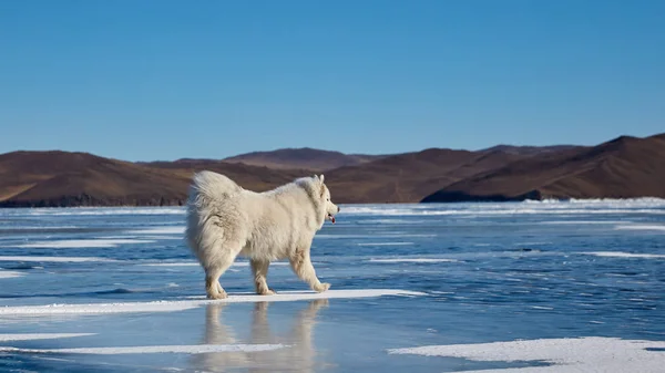 Perro blanco mullido en hielo. Muy esponjoso bien cuidado perro Samoyed — Foto de Stock