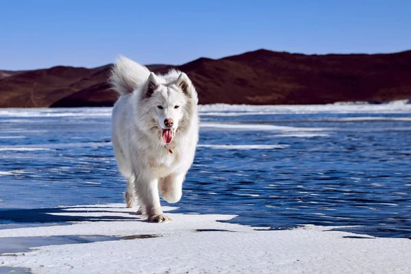 En samojerad vit fluffig hund på is. Mycket fluffig välvårdad samojerad hund — Stockfoto