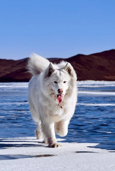 En samojerad vit fluffig hund på is. Mycket fluffig välvårdad samojerad hund — Stockfoto