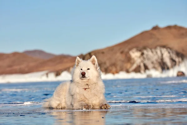 En samojerad vit fluffig hund på is. Mycket fluffig välvårdad samojerad hund — Stockfoto