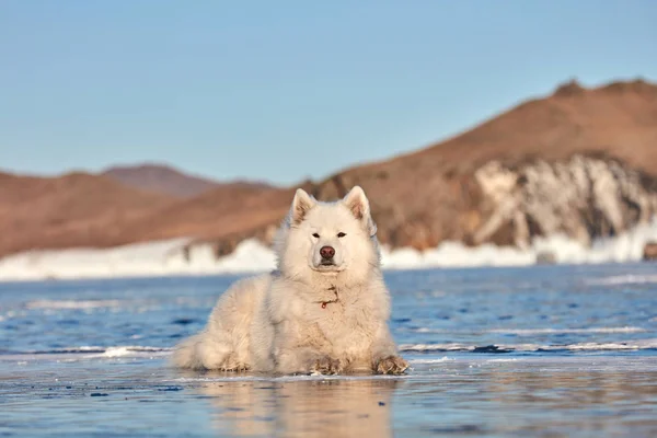 En samojerad vit fluffig hund på is. Mycket fluffig välvårdad samojerad hund — Stockfoto