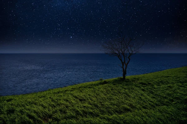 Eenzame boom en de oceaan tegen de sterrenhemel. nachtelijk landschap — Stockfoto