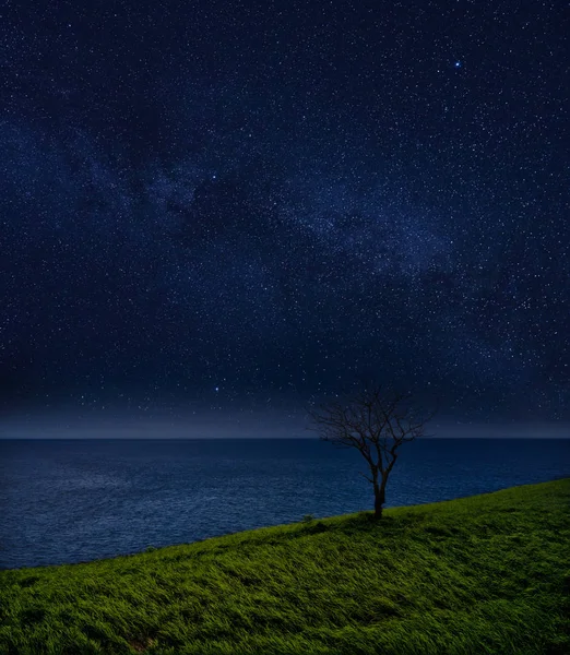 Eenzame boom en de oceaan tegen de sterrenhemel. nachtelijk landschap — Stockfoto
