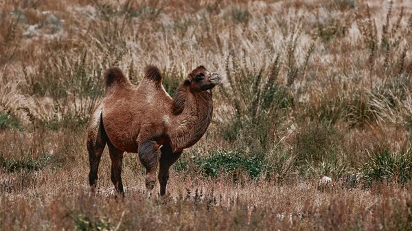 Bactrian Camel in the Gobi desert, Mongolia. A herd of Animals — Stock Photo, Image