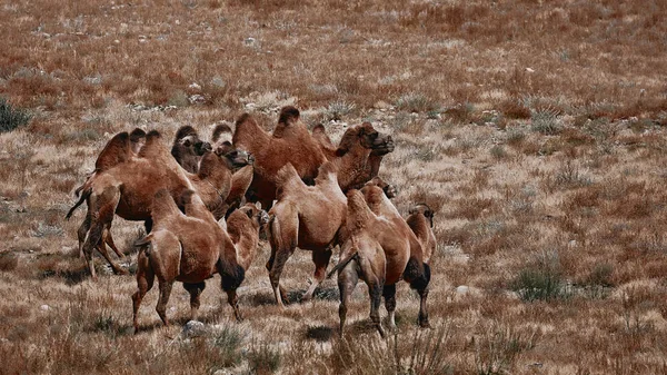 Chameau bactérien dans le désert de Gobi, Mongolie. Un troupeau d'animaux — Photo