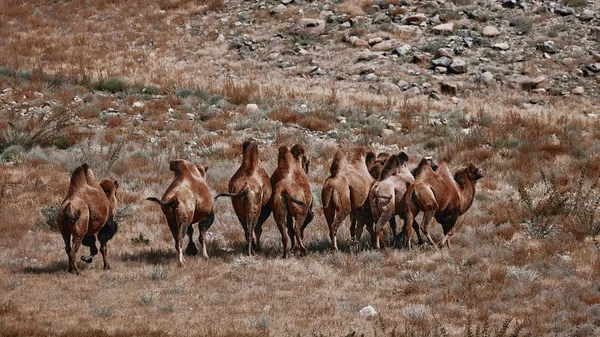 Chameau bactérien dans le désert de Gobi, Mongolie. Un troupeau d'animaux — Photo