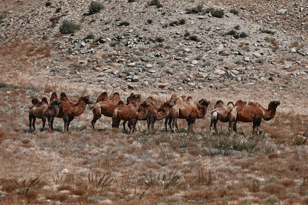 Chameau bactérien dans le désert de Gobi, Mongolie. Un troupeau d'animaux — Photo