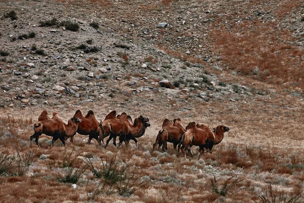 Chameau bactérien dans le désert de Gobi, Mongolie. Un troupeau d'animaux — Photo