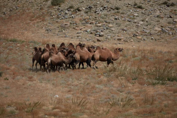 Chameau bactérien dans le désert de Gobi, Mongolie. Un troupeau d'animaux — Photo