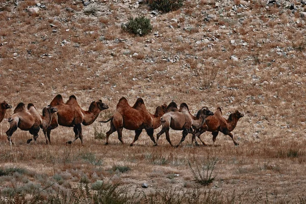 Chameau bactérien dans le désert de Gobi, Mongolie. Un troupeau d'animaux — Photo