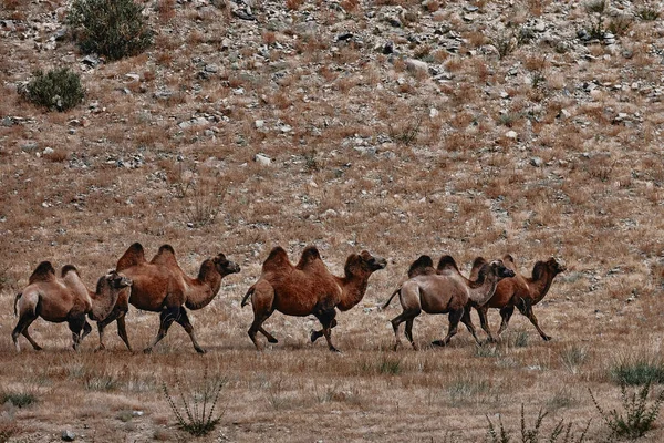 Chameau bactérien dans le désert de Gobi, Mongolie. Un troupeau d'animaux — Photo