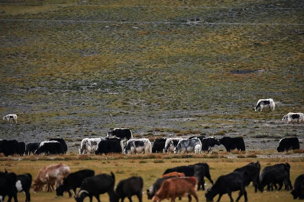Troupeau de yaks. Carlike en Mongolie. Un troupeau d'animaux sur le pâturage . — Photo