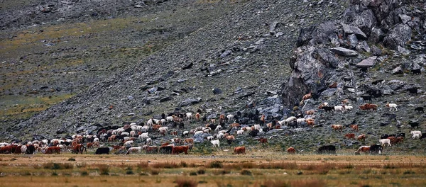 Troupeau de yaks. Carlike en Mongolie. Un troupeau d'animaux sur le pâturage . — Photo