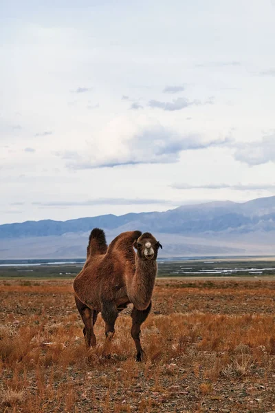 Chameau Bactérien Dans Les Steppes Mongolie Transport Nomade Troupeau Animaux — Photo