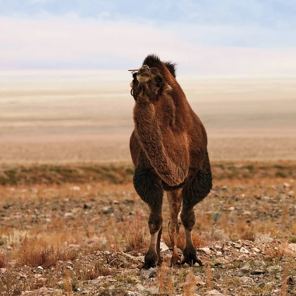 Camelo bactriano nas estepes da Mongólia . — Fotografia de Stock