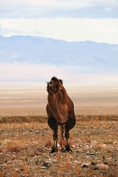 Chameau bactérien dans les steppes de Mongolie . — Photo