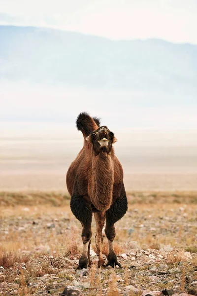 Baktrisk kamel på steppene i Mongolia . – stockfoto