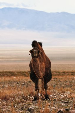 Moğolistan bozkırlarında Bactrian devesi. 