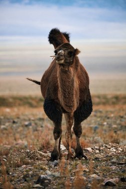Moğolistan bozkırlarında Bactrian devesi. 