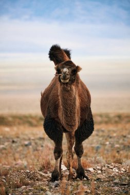 Moğolistan bozkırlarında Bactrian devesi. 
