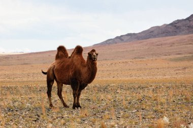 Moğolistan bozkırlarında Bactrian devesi. 