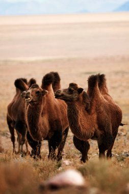 Moğolistan bozkırlarında Bactrian devesi. 