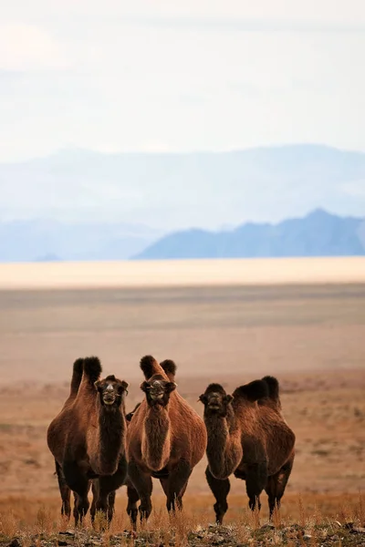 Camello bactriano en las estepas de Mongolia . — Foto de Stock